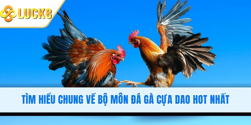Tìm hiểu chung về bộ môn đá gà cựa dao hot nhất
